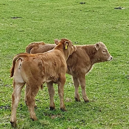 Apartamento Im Polderdorf