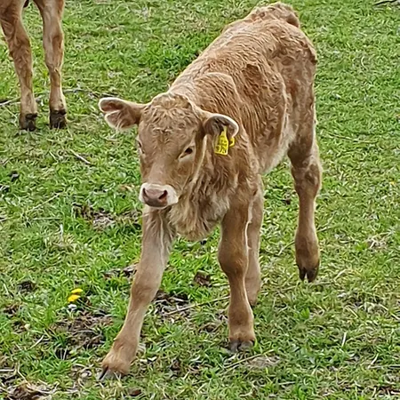 Im Polderdorf Wesel (North Rhine-Westphalia)