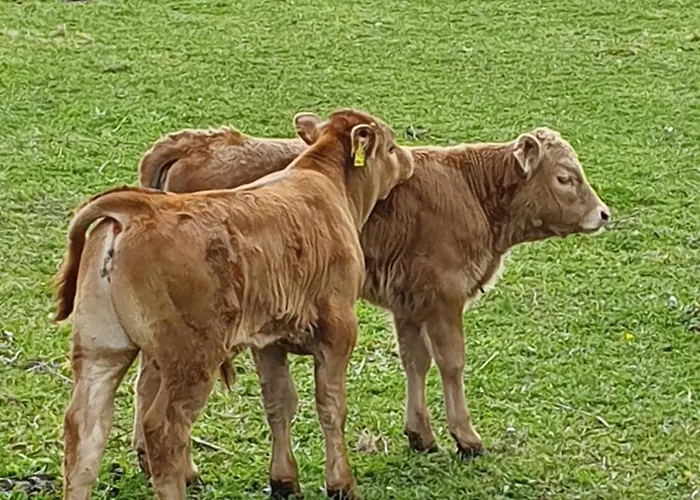 Lägenhet Im Polderdorf