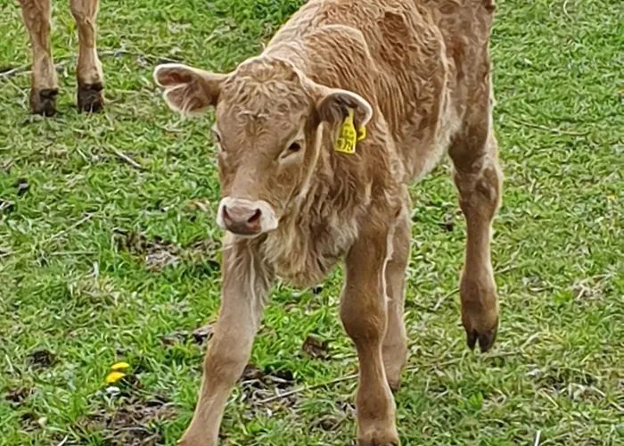 Im Polderdorf Wesel (North Rhine-Westphalia)